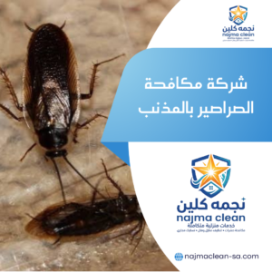 شركة مكافحة الصراصير بالمذنب